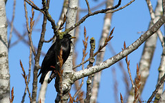 Sturnus unicolor