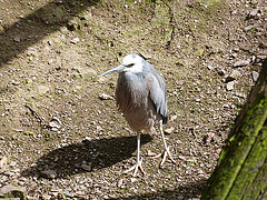 Egretta novaehollandiae