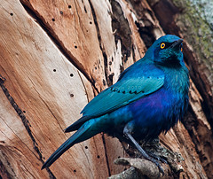 Hylopsar cupreocauda