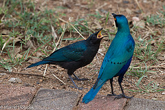 Lamprotornis chalybaeus