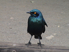 Lamprotornis chloropterus
