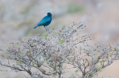 Lamprotornis elisabeth