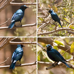 Lamprotornis chalcurus