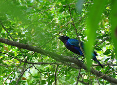 Lamprotornis splendidus