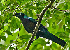 Lamprotornis ornatus