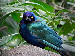 Lamprotornis purpureus