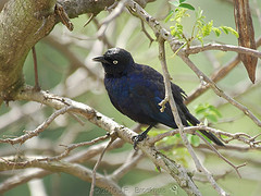 Lamprotornis purpuroptera