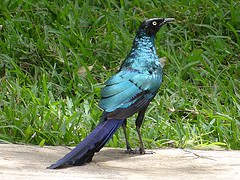 Lamprotornis caudatus