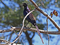 Lamprotornis mevesii