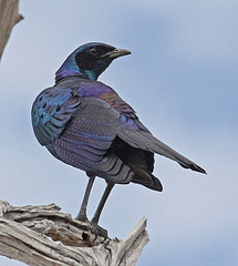 Lamprotornis australis
