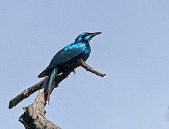 Lamprotornis acuticaudus