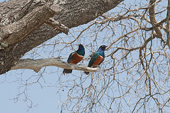 Lamprotornis superbus