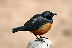 Lamprotornis hildebrandti