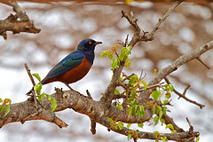 Lamprotornis shelleyi