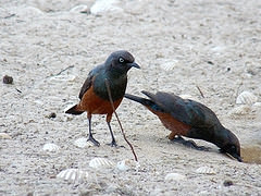 Lamprotornis pulcher