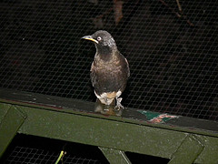 Lamprotornis bicolor
