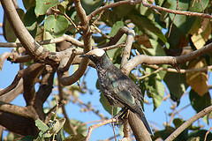 Lamprotornis albicapillus