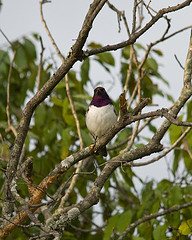 Cinnyricinclus leucogaster
