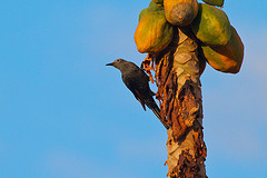 Onychognathus tenuirostris