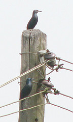 Onychognathus fulgidus