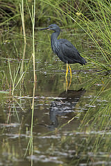 Egretta vinaceigula