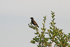 Onychognathus walleri