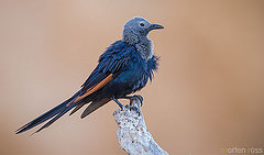 Onychognathus blythii