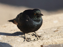 Onychognathus nabouroup