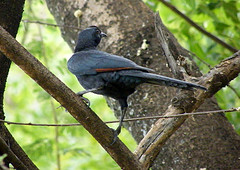 Onychognathus salvadorii