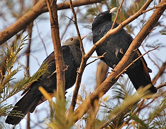 Onychognathus albirostris