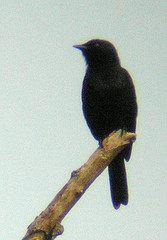 Poeoptera stuhlmanni