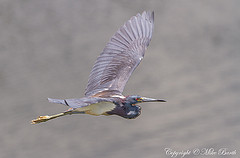 Egretta tricolor