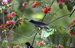 Speculipastor bicolor