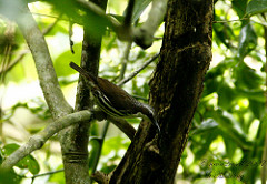 Rhabdornis mystacalis