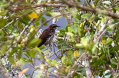 Rhabdornis inornatus