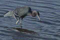 Egretta caerulea