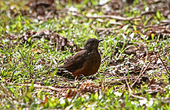 Neocossyphus poensis