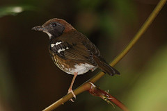 Geokichla leucolaema