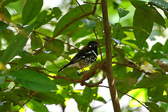 Geokichla erythronota