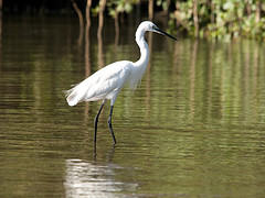 Egretta garzetta