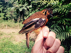 Geokichla camaronensis