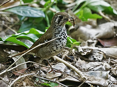Geokichla spiloptera