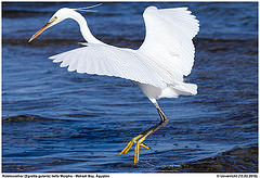 Egretta gularis