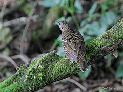 Zoothera neilgherriensis