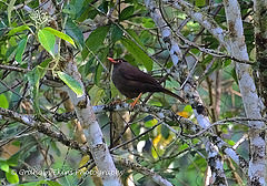 Cataponera turdoides
