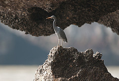 Egretta sacra