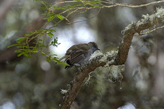 Myadestes occidentalis