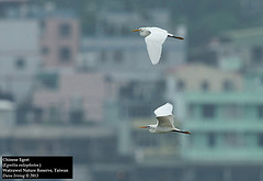 Egretta eulophotes