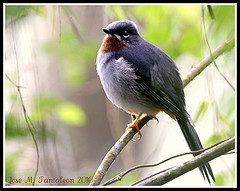 Myadestes genibarbis