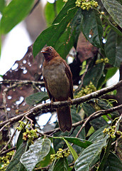 Cichlopsis leucogenys